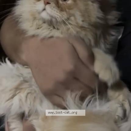 Photo 1/1 Found cat Found in Multan