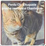 Picture of cat lost at Cestas