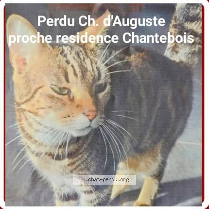 Photo 1/1 Cat reunited Lost in Cestas
