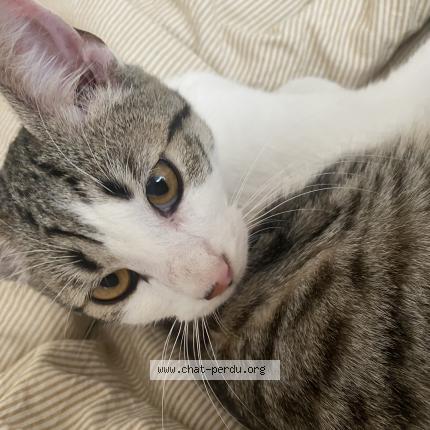 Photo 1/1 Found cat Found in Noyelles sous lens