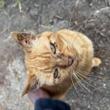 Picture of cat found at Trelaze