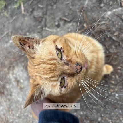 Photo 1/1 Found cat Found in Trelaze