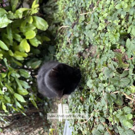 Photo 1/1 Found cat Found in Amiens