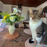 Picture of cat lost at Montauroux