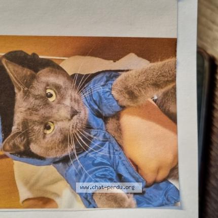 Foto 1/1 Wiedergefundene Katze Verloren in Crissier