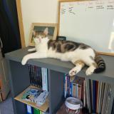 Picture of cat lost at Saint Martin Le Beau