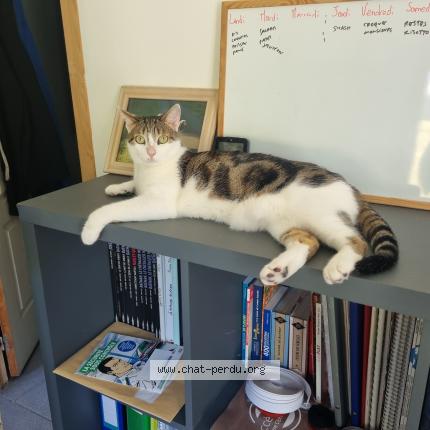 Photo 1/1 Cat reunited Lost in Saint martin le beau