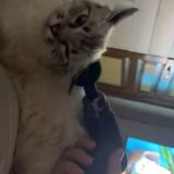 Picture of cat lost at Cohade