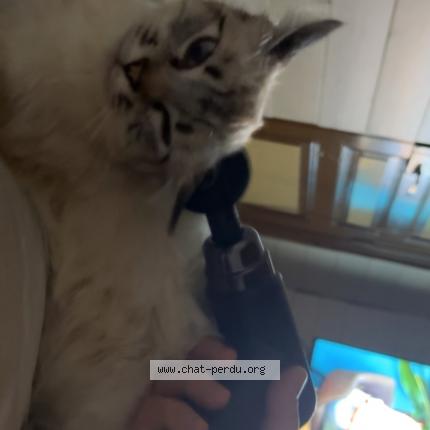 Photo 1/1 Kinder Chat lost in Cohade