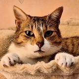 Picture of cat lost at Lagrave