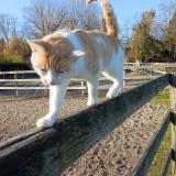 Picture of cat lost at St Louis