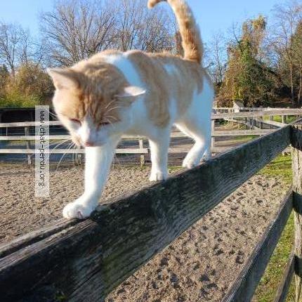 Photo 1/1 M&auml;xli Chat lost in St louis