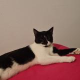 Picture of cat lost at Toulouse