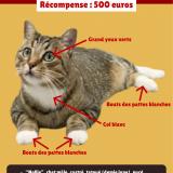 Picture of cat lost at Lyon 7