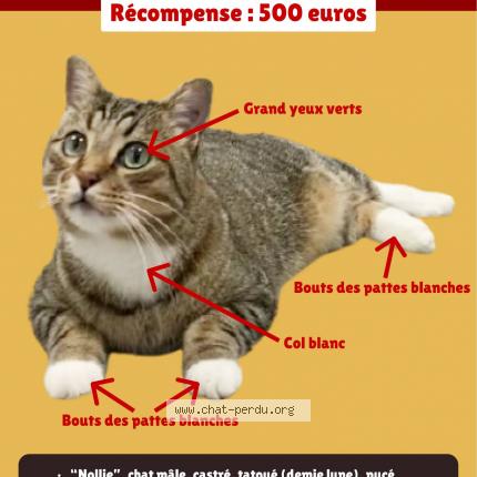 Photo 1/1 Nollie Chat lost in Lyon 7