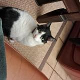 Picture of cat lost at Carcassonne