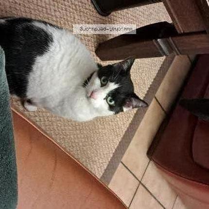 Photo 1/1 Pomponette Chat lost in Carcassonne