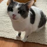 Picture of cat lost at Strasbourg