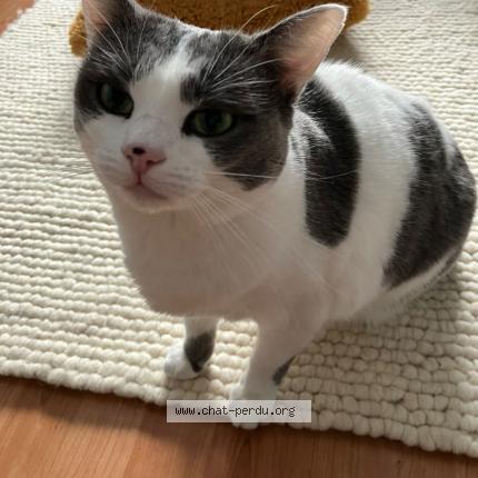 Photo 1/1 Maisy Chat lost in Strasbourg