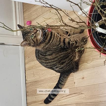 Photo 1/1 Kawaye Chat lost in Montreal nord