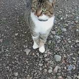 Picture of cat lost at La Trinite Des Laitiers
