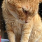 Picture of cat lost at Moulins