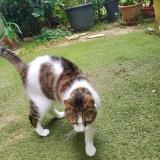 Picture of cat lost at Nimes