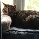 Picture of cat lost at Ucel