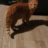 Picture of cat lost at La Roche Sur Foron