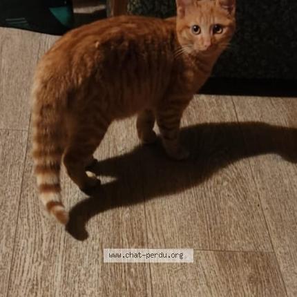 Photo 1/1 Nestor Chat lost in La roche sur foron