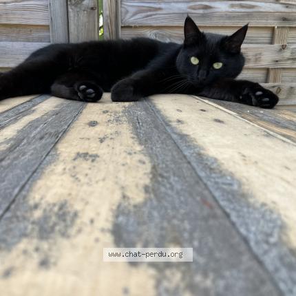 Photo 1/1 Sid Chat lost in Vertou