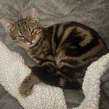 Picture of cat lost at Gouy Sous Bellonne