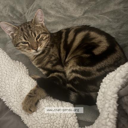 Photo 1/1 Timon Chat lost in Gouy sous bellonne