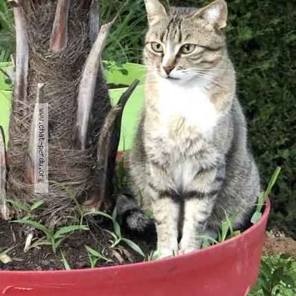 Photo 1/1 Nina Chat lost in Meximieux 01800