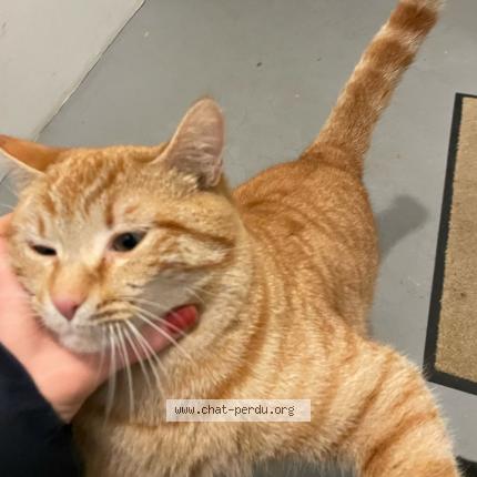 Photo 1/1 Volt Chat lost in Nantes