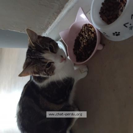 Photo 1/1 Titou Chat lost in Pont ste maxence