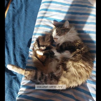 Photo 1/1 Princesse Chat lost in Saint sulpice de royan