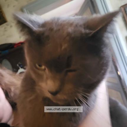 Photo 1/1 Calcifer Chat lost in Rouen