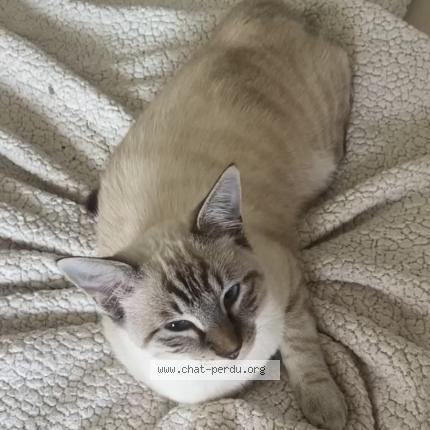 Photo 1/1 Flocon Chat lost in Saint elix le chateau