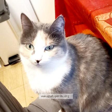 Photo 1/1 Jaya Chat lost in Annecy