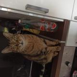 Picture of cat lost at Draveil