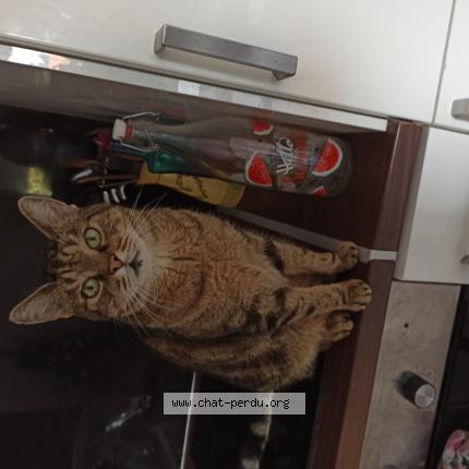 Photo 1/1 Tigrou Chat lost in Draveil