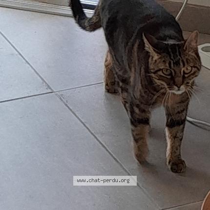 Photo 1/1 Savannah Chat lost in Viriat