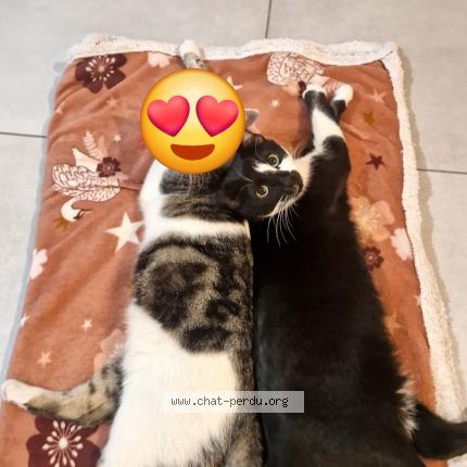 Photo 1/1 ZELDA Chat lost in Wervicq sud