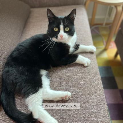 Foto van vermiste kat in Woluwe Saint Lambert