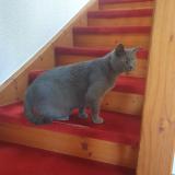 Picture of cat lost at Gletterens