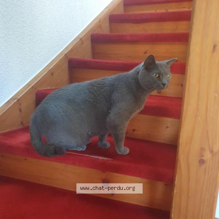 Photo 1/1 Günter Chat lost in Gletterens