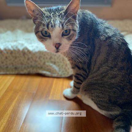 Photo 1/1 Tom Chat lost in Marcilly sur eure