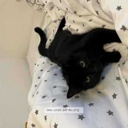 Photo 1/1 Found cat Found in Labege