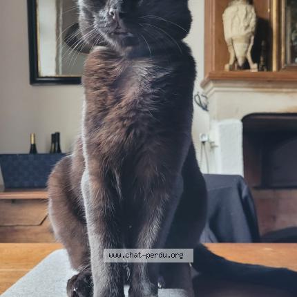 Photo 1/1 Edwige PARISEL Chat lost in 77420 champs sur marne